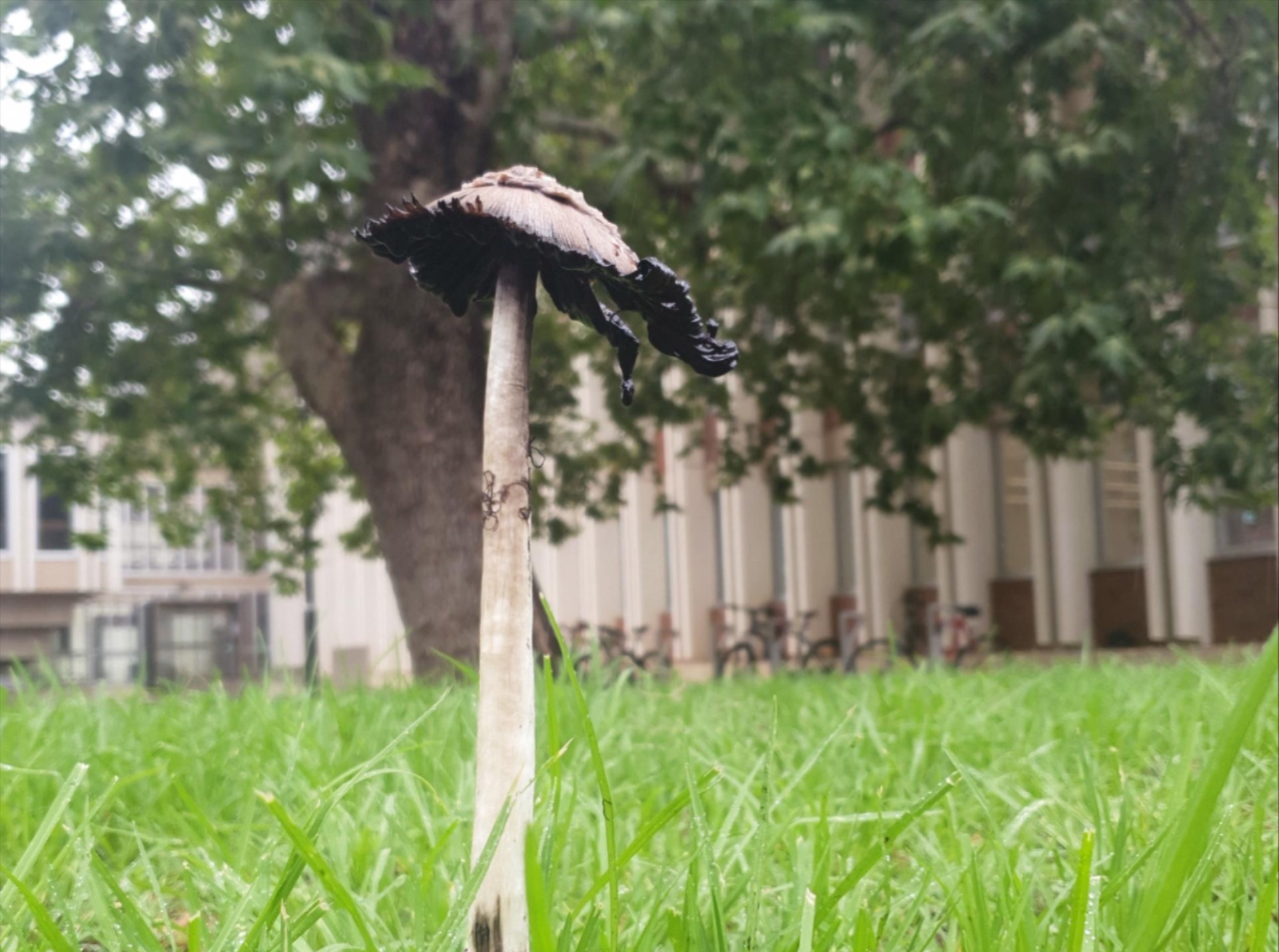 Close-up of a tall, thin mushroom with a drooping dark cap growing in grass, with trees and a building blurred in the background.