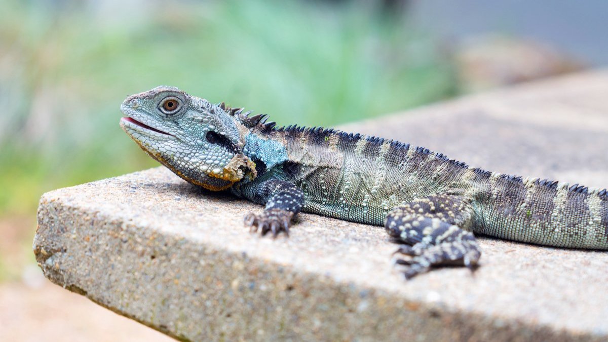 Image of lizard