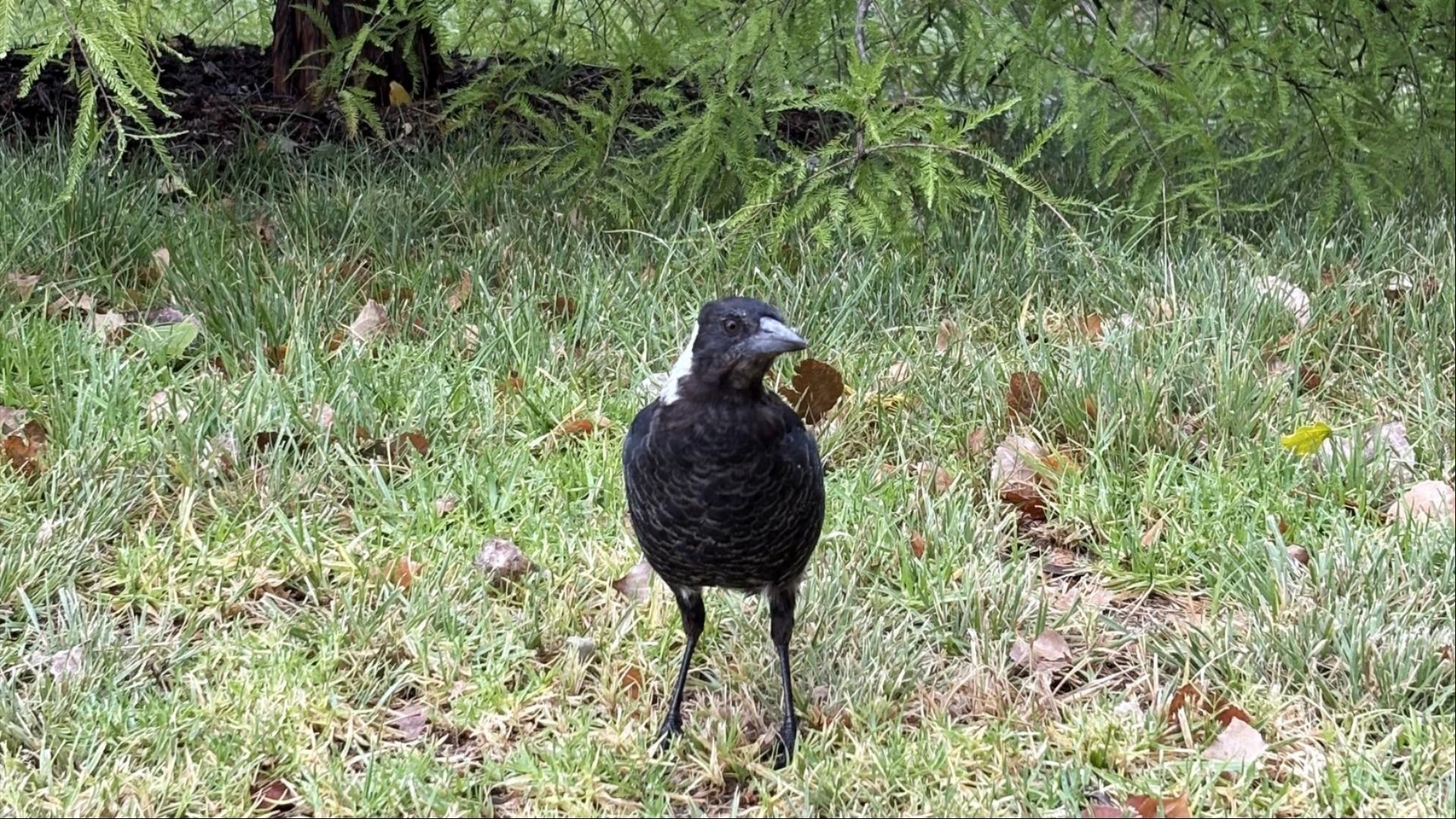 Magpie standing on grass with scattered leaves and greenery.
