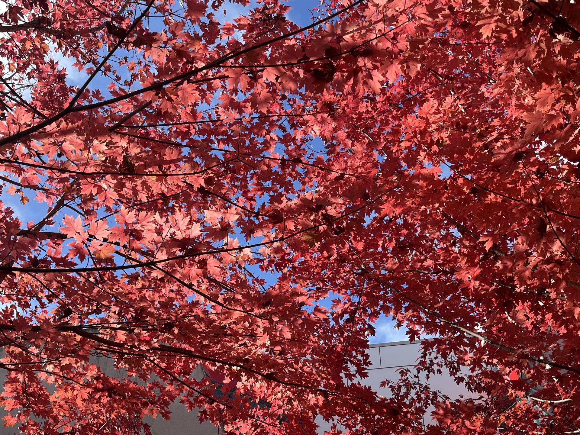 Close up of red autumn leaves on a tree 