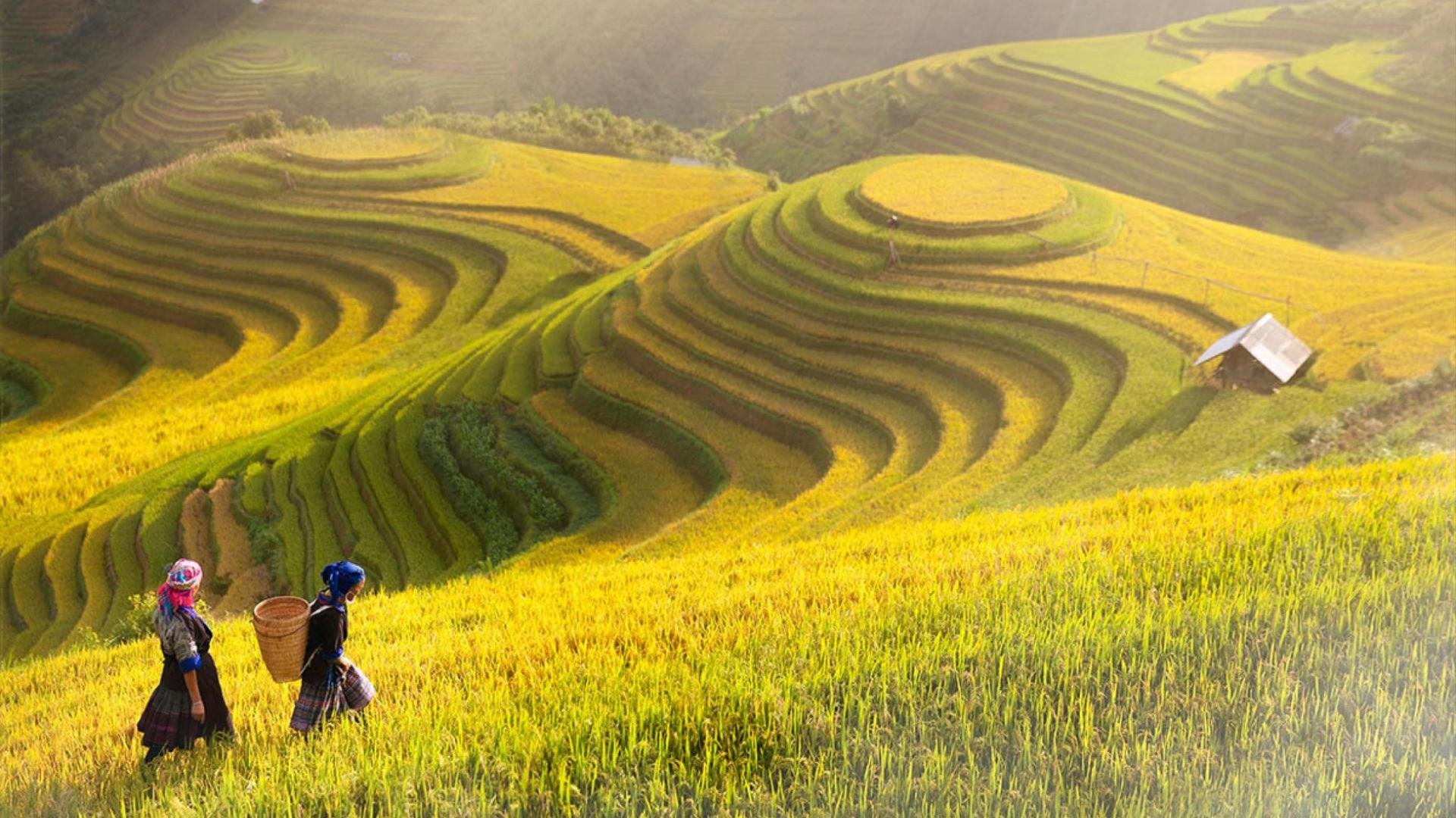 Two people walk through golden terraced rice fields on a hillside, with layered fields stretching into the distance.
