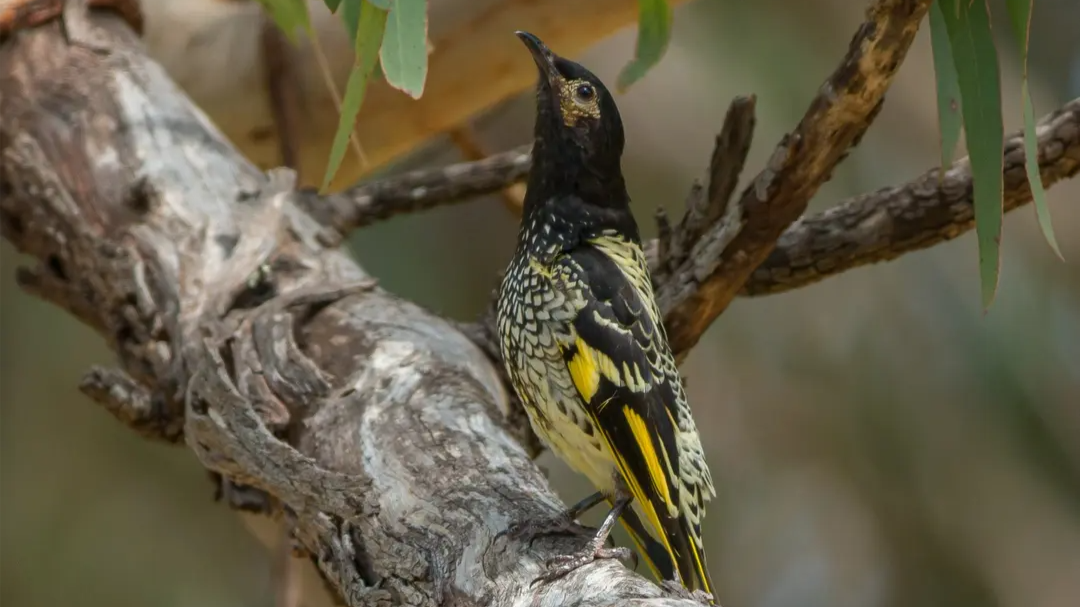 Regent honeyeater perched on a tree branch, showing its distinctive black and yellow markings.