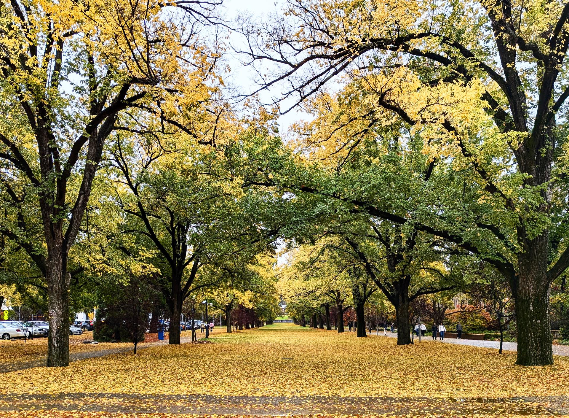 Picture of ��������avenue in Autumn