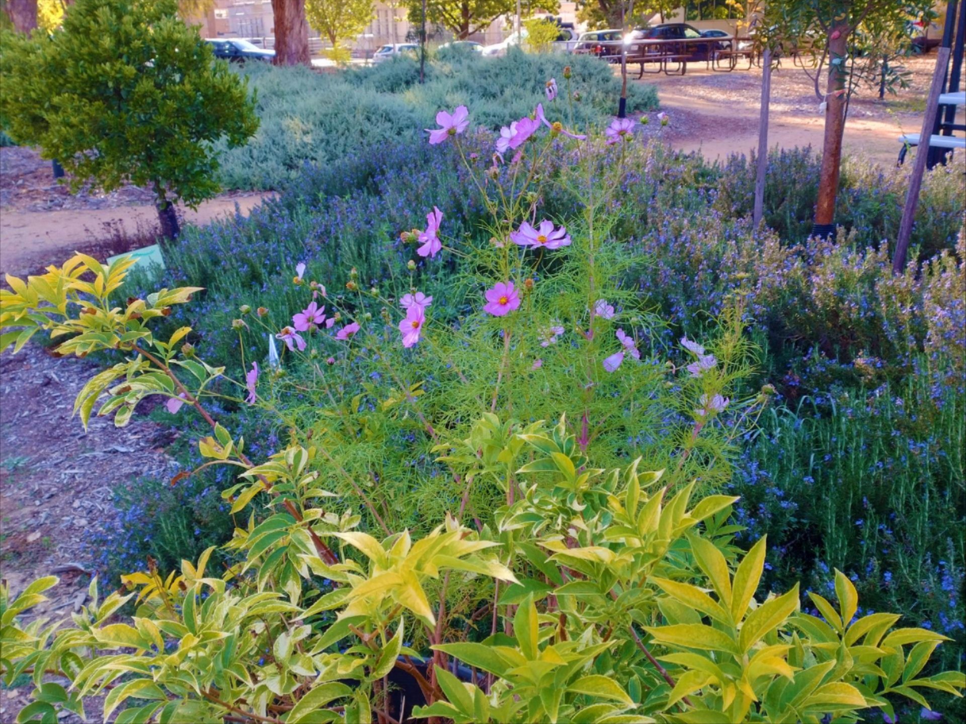 Pink flowers blooming in a landscaped ANU campus garden, with trees, pathways and seating visible in the background.