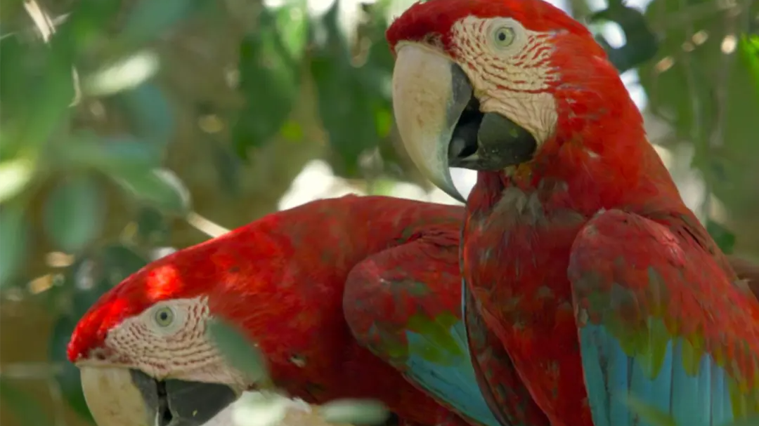 Two brightly coloured red and green parrots perched among tree branches.