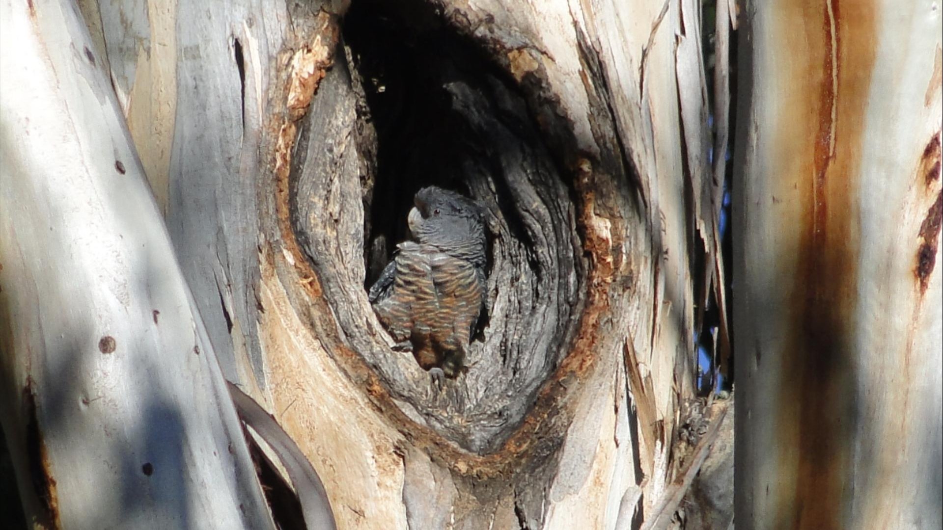 A cockatoo tucked inside a tree on campus 