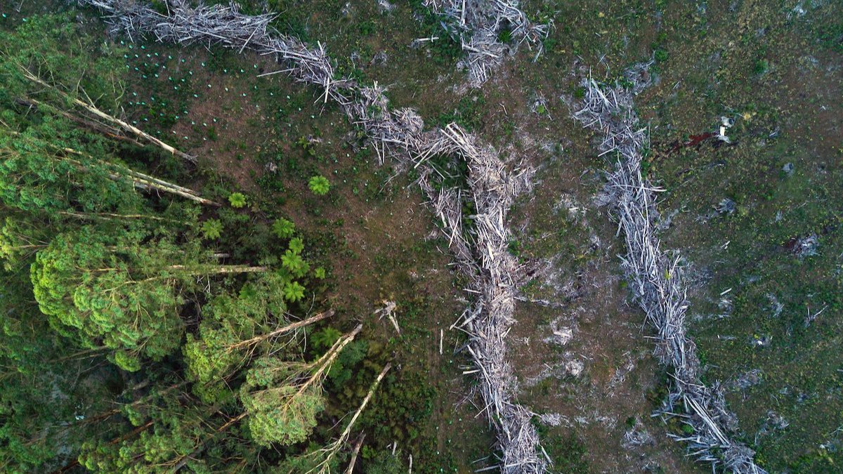 overhead view of a forest 