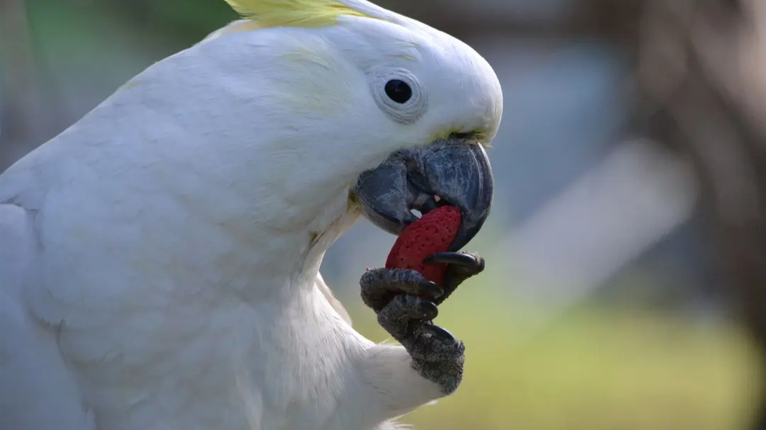 A sulphur-crested cockatoo eating a dyed almond.