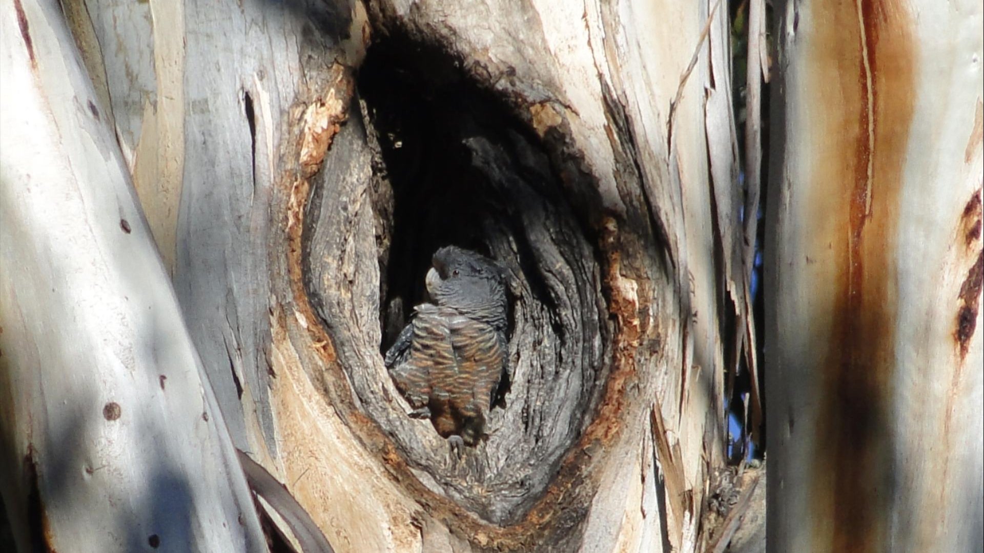A cockatoo tucked away inside a tree 