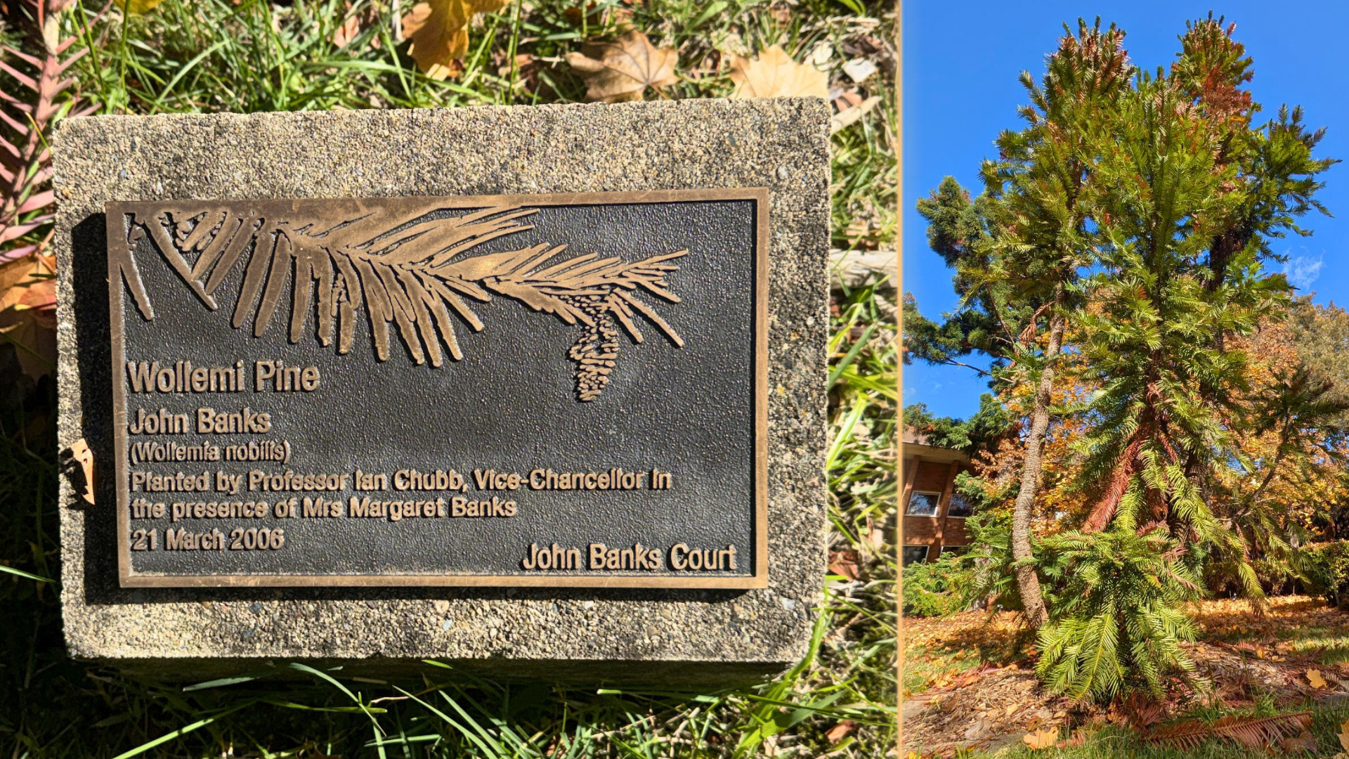Plaque marking the Wollemi pine at ANU beside a photo of the rare prehistoric tree growing near the Forestry Building.
