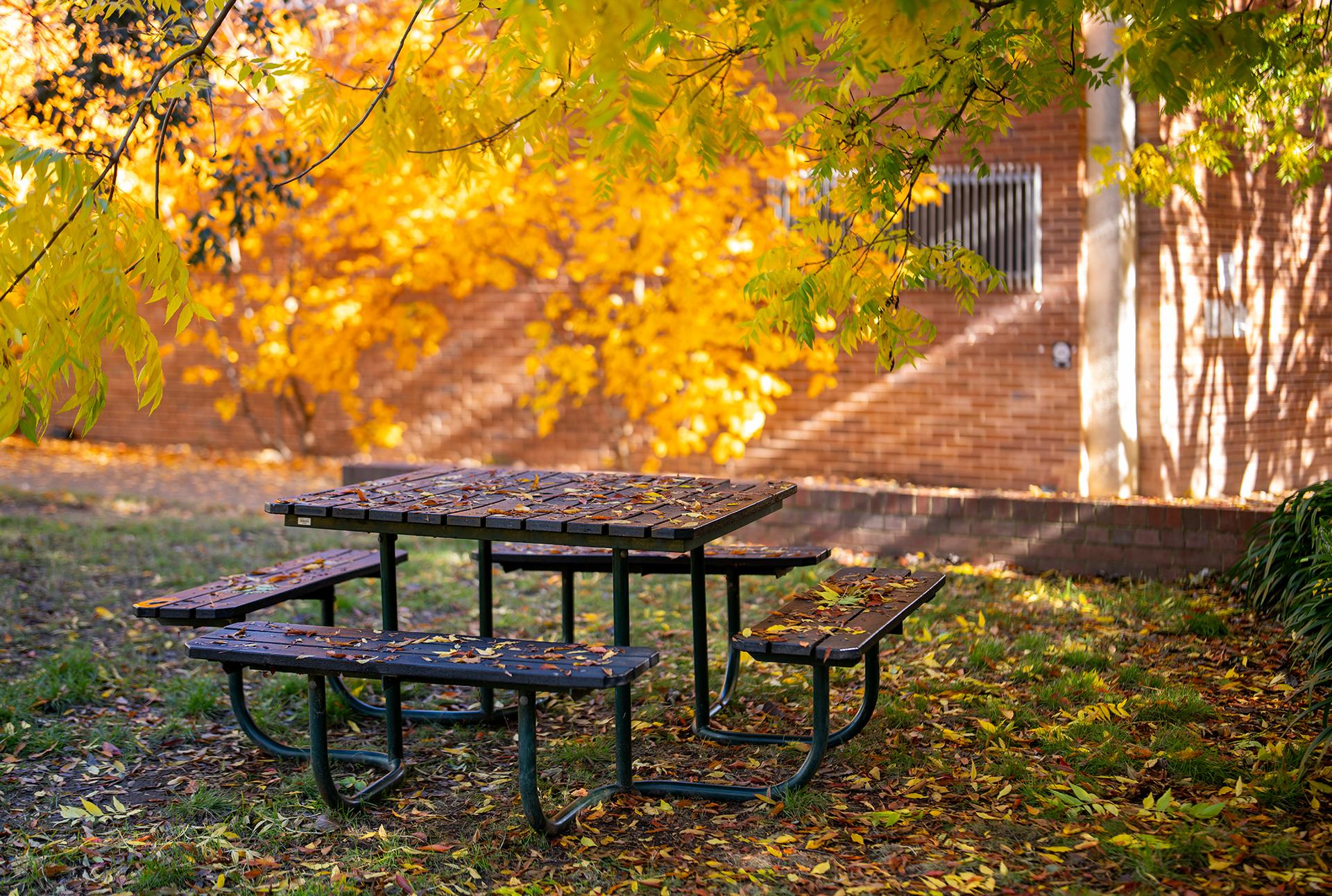 Picnic table beneath autumn trees on the ��������campus, with golden leaves scattered across the ground and benches in morning light.