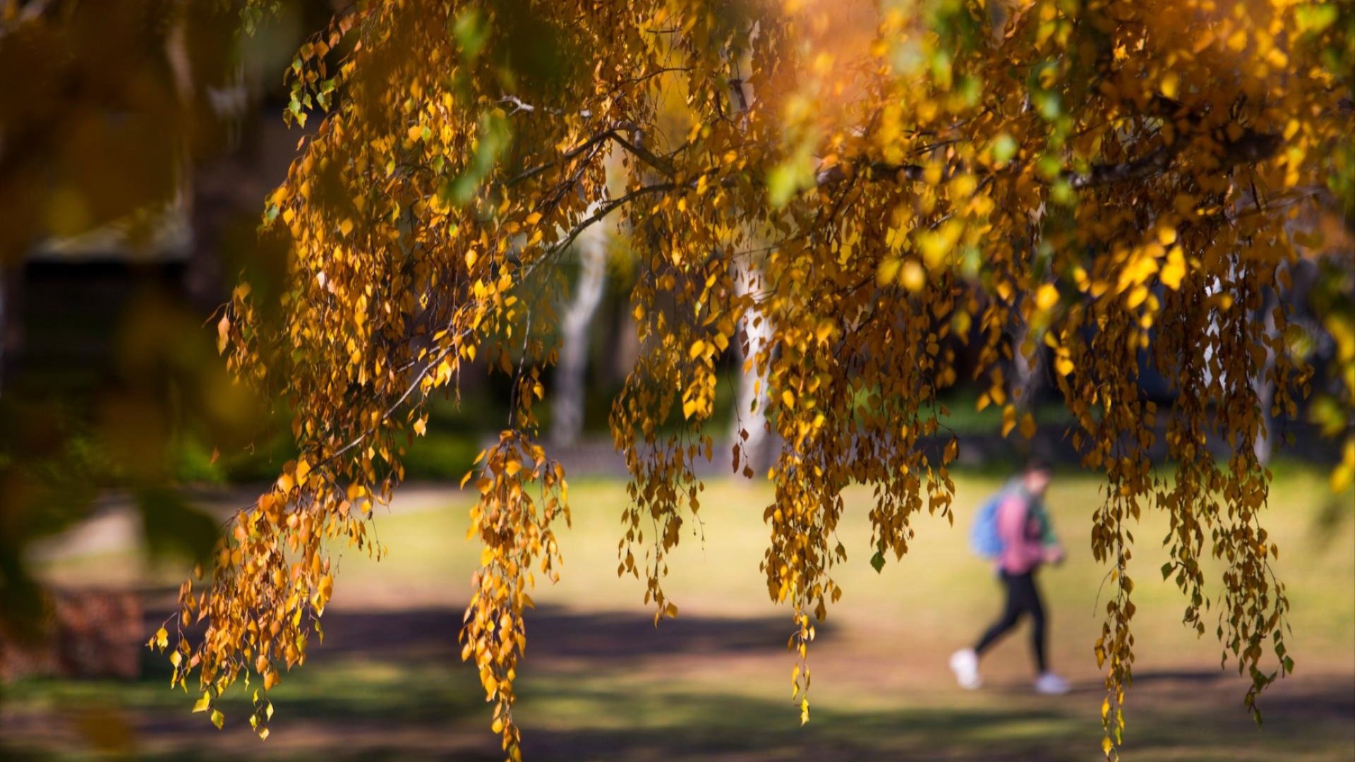 Autumn leaves hanging from a tree on ANU campus, with a blurred staff member walking across the lawn in the background.