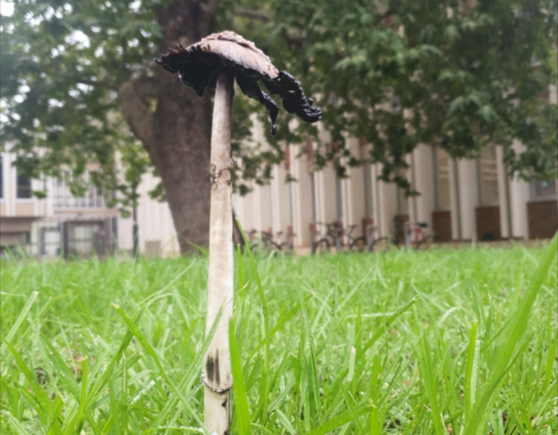 Close-up of a tall, thin mushroom with a drooping dark cap growing in grass, with trees and a building blurred in the background.