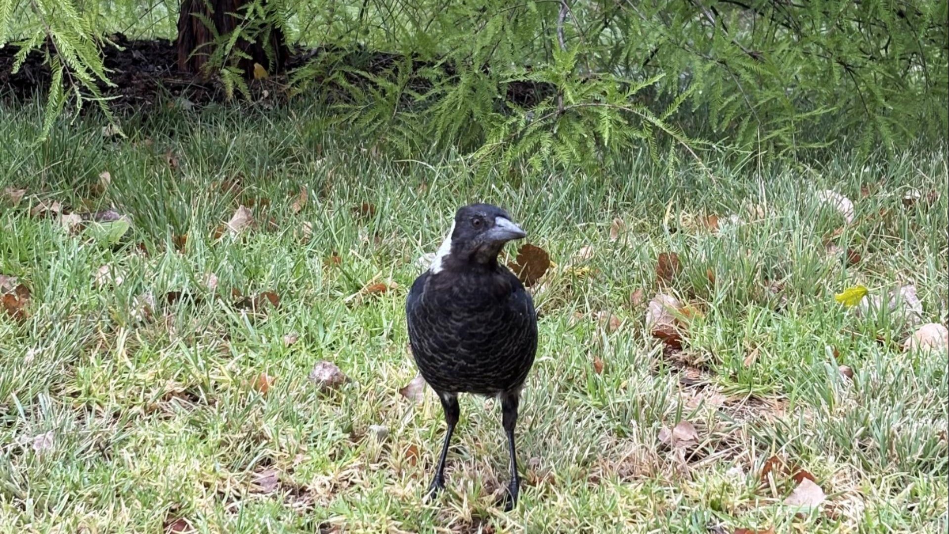 Magpie standing on grass with leaves and shrubs in background.