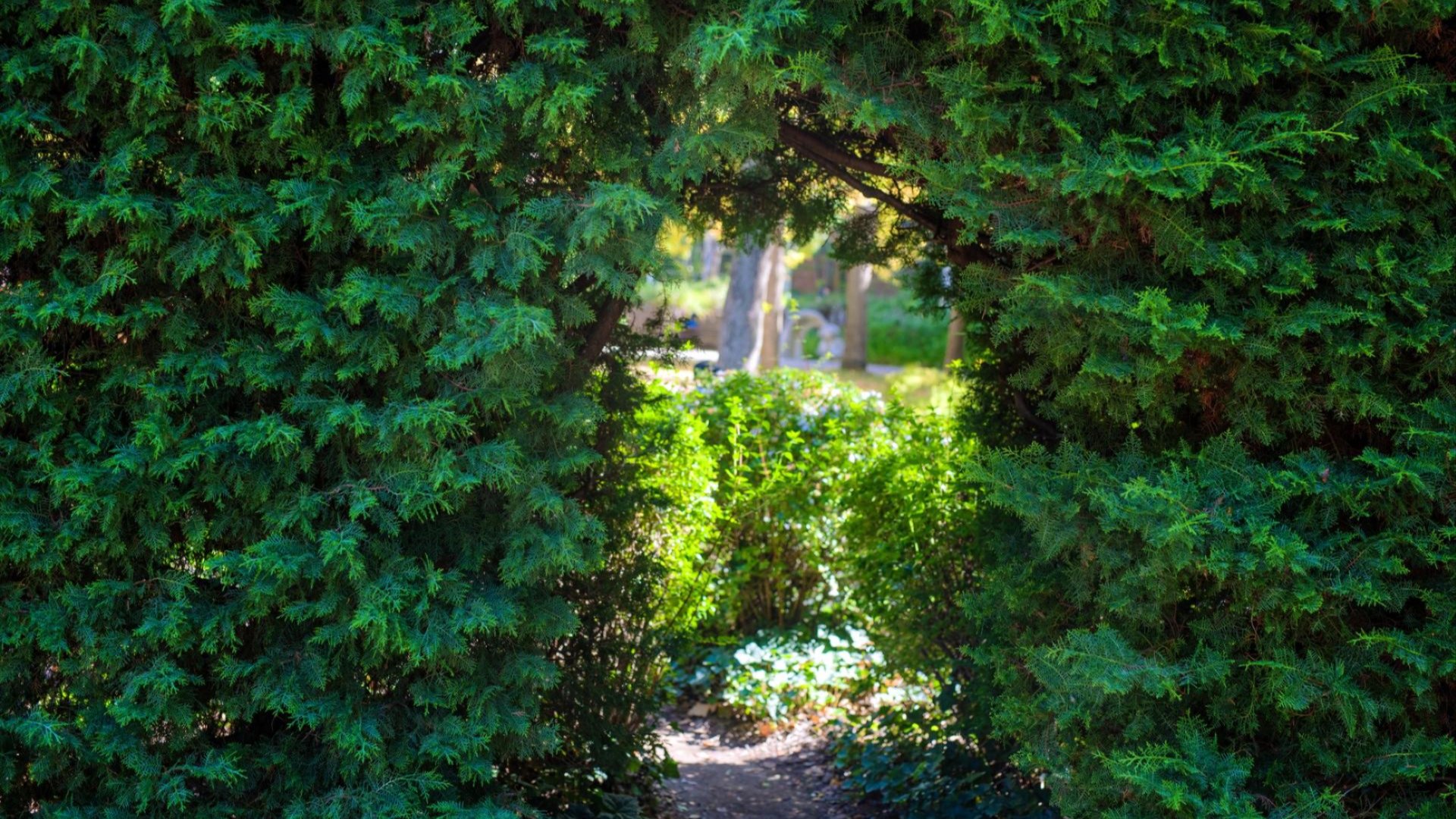 Leafy hedge arch framing a view of grass and trees in a garden.