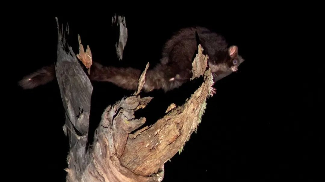 Image of glider