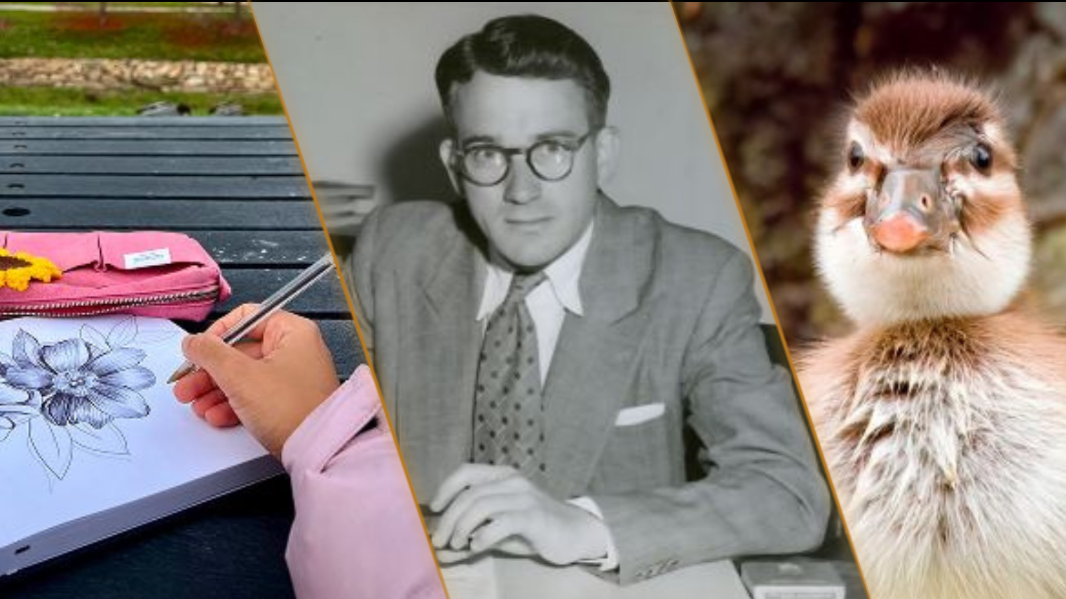 Three-panel image showing a person drawing, a black-and-white portrait of a man, and a close-up of a duck.