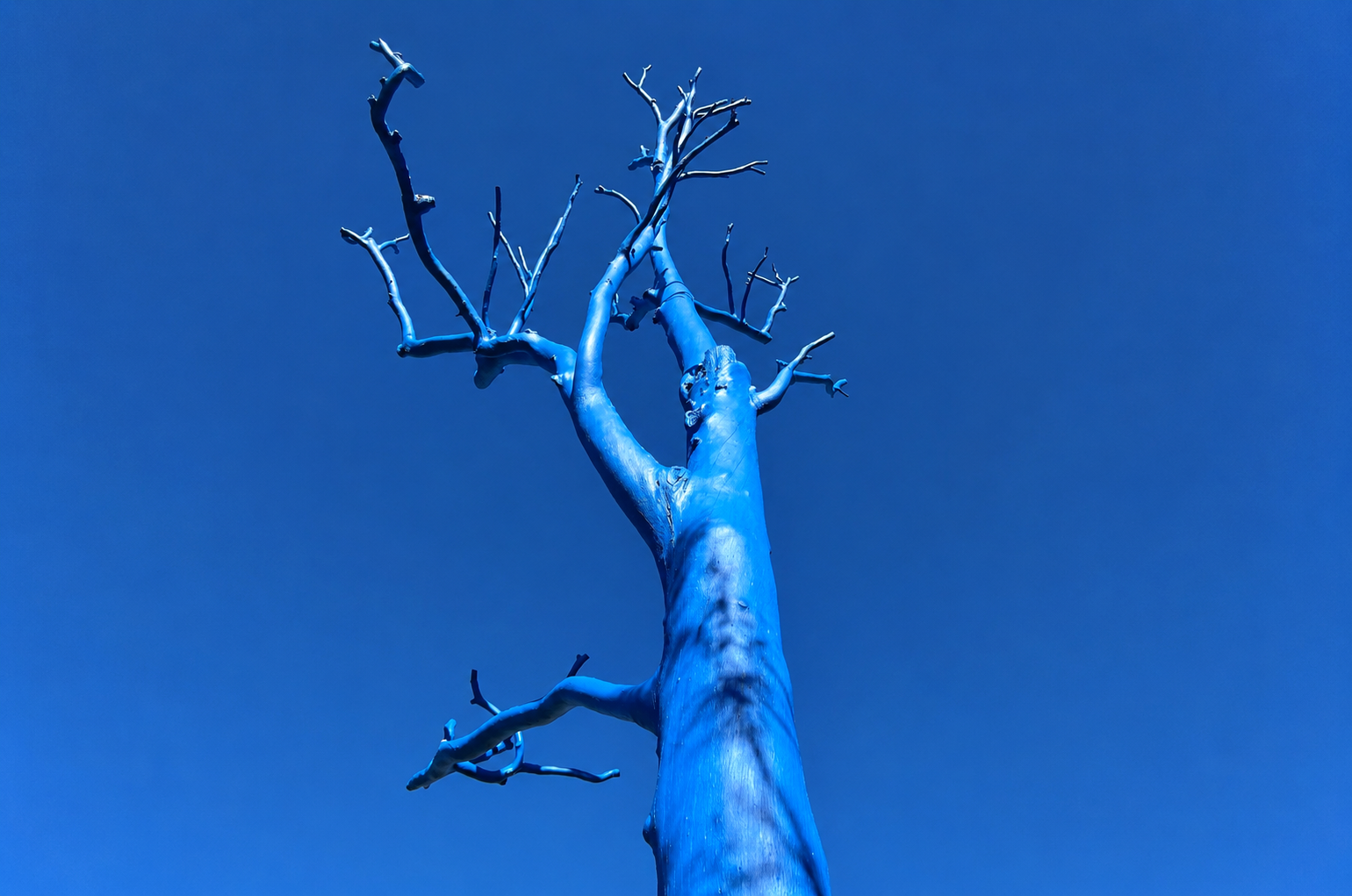 Picture of the blue true on Sullivan's Creek