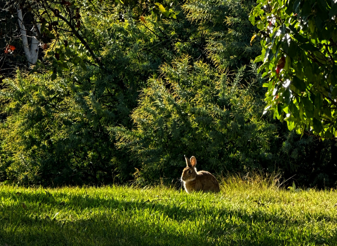 A rabbit amongst the greenery on campus. 