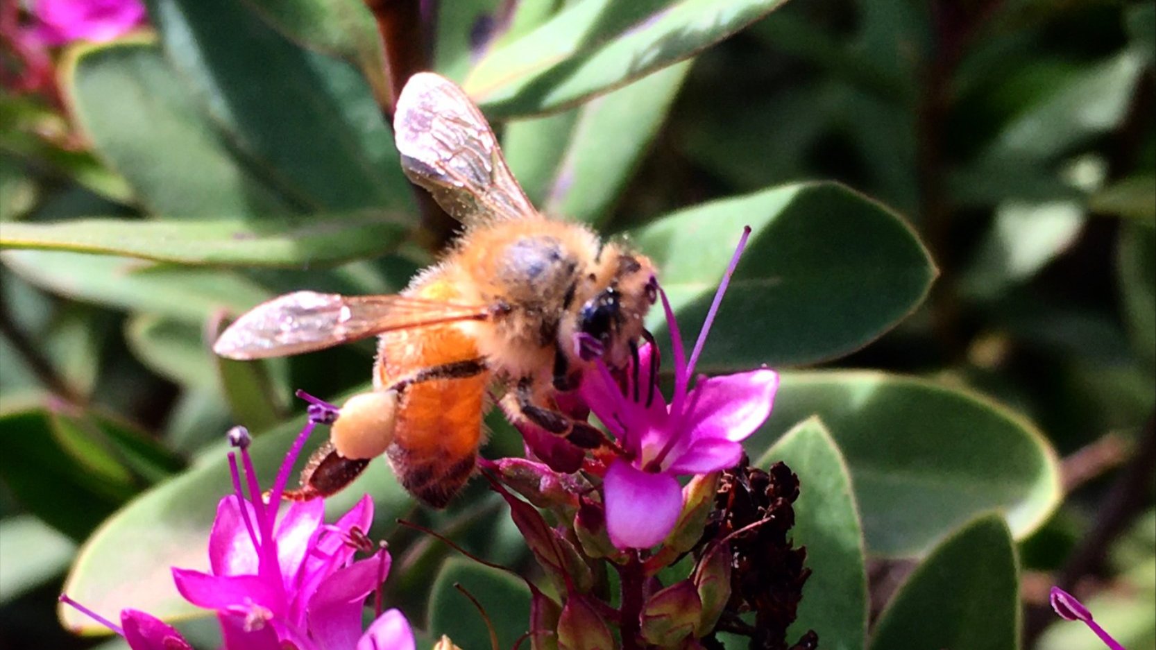 Close-up of a bee collecting nectar from a bright pink flower.