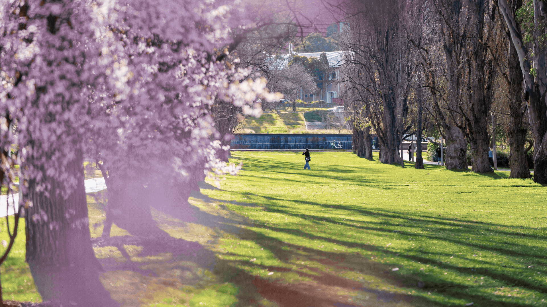 Rotating still pictures of spring flowers blooming across the ANU Acton Campus.