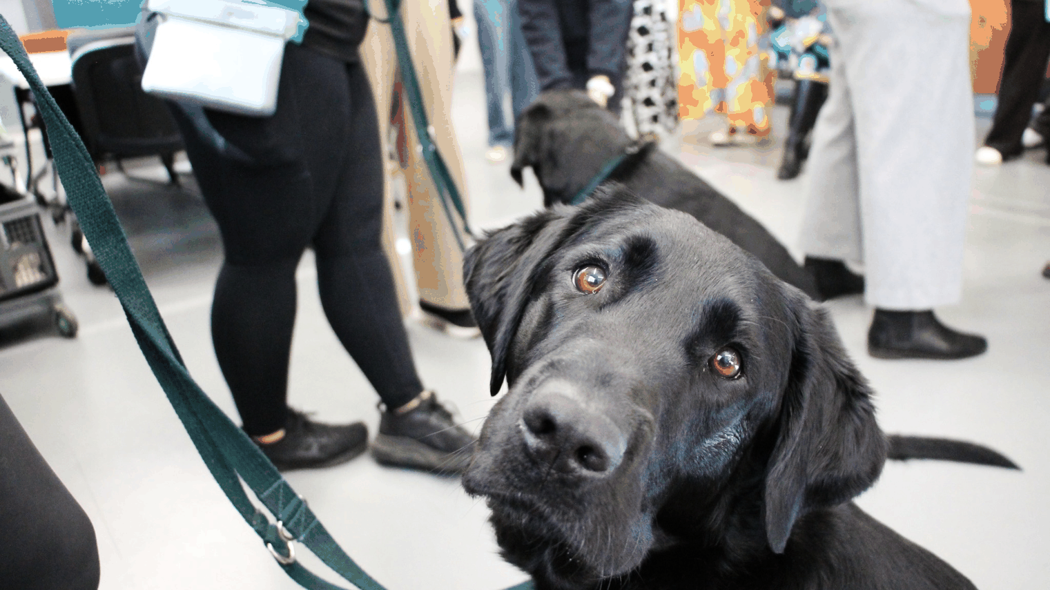 Photos of Integra Service Dogs Australia on Campus (they are cute)