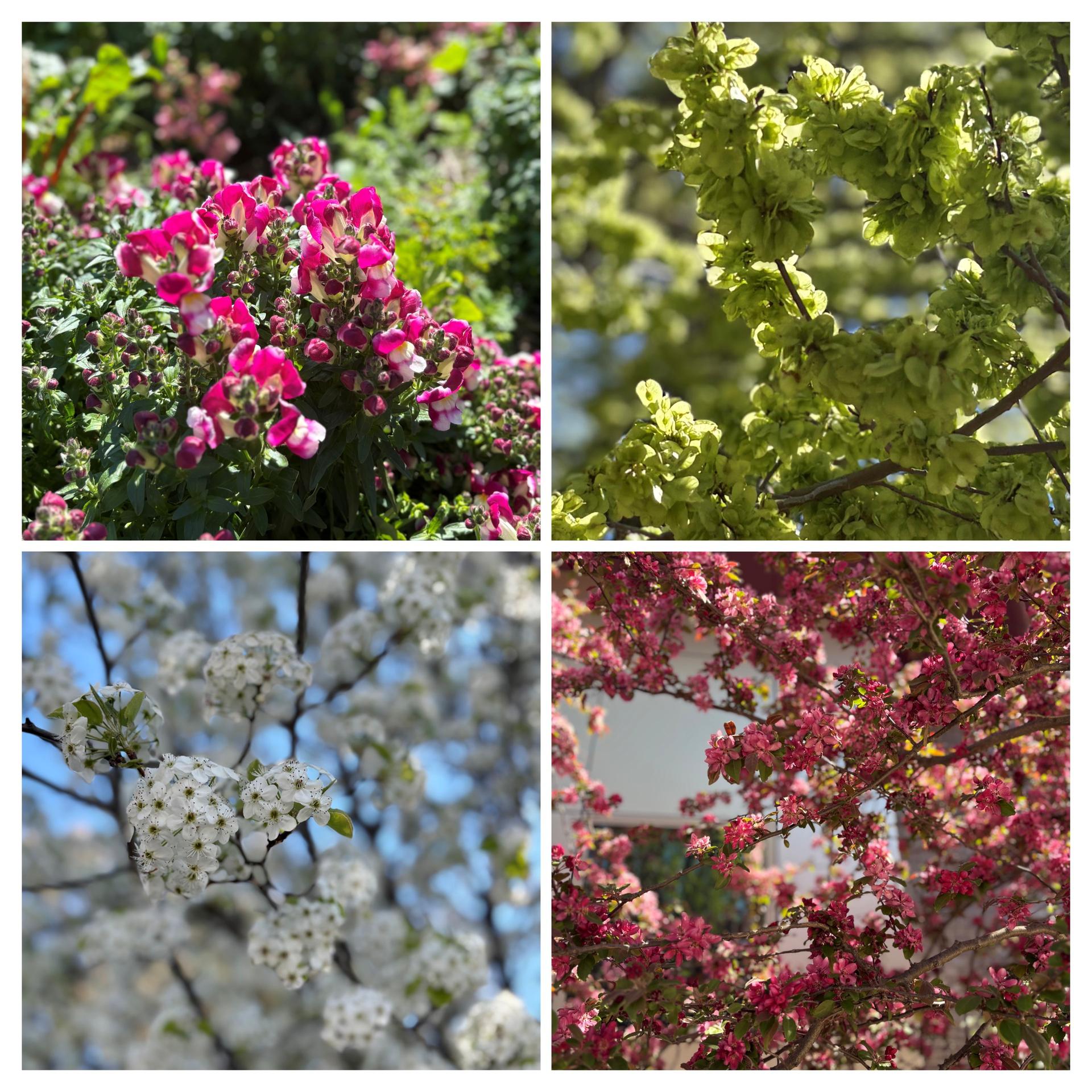 Four close-up photos of pink, green, white and red flowering plants. 