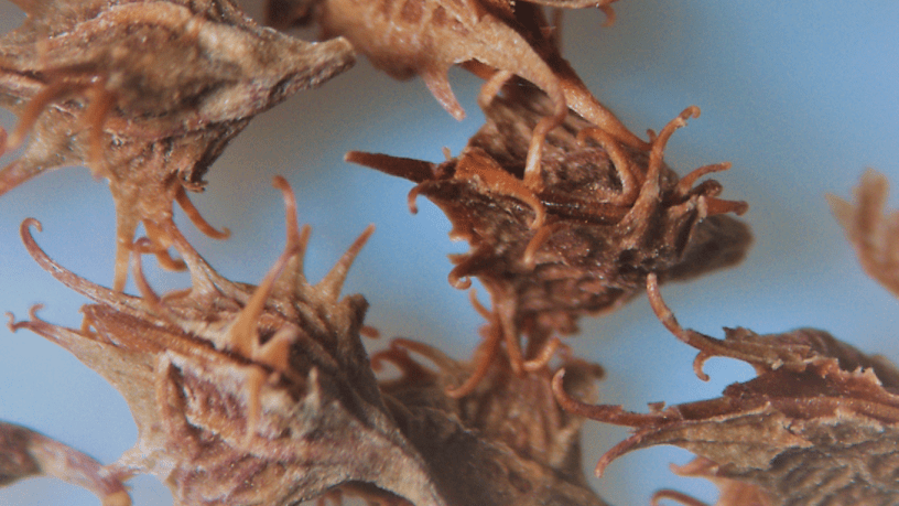 Close-up of spiky brown seed pods.
