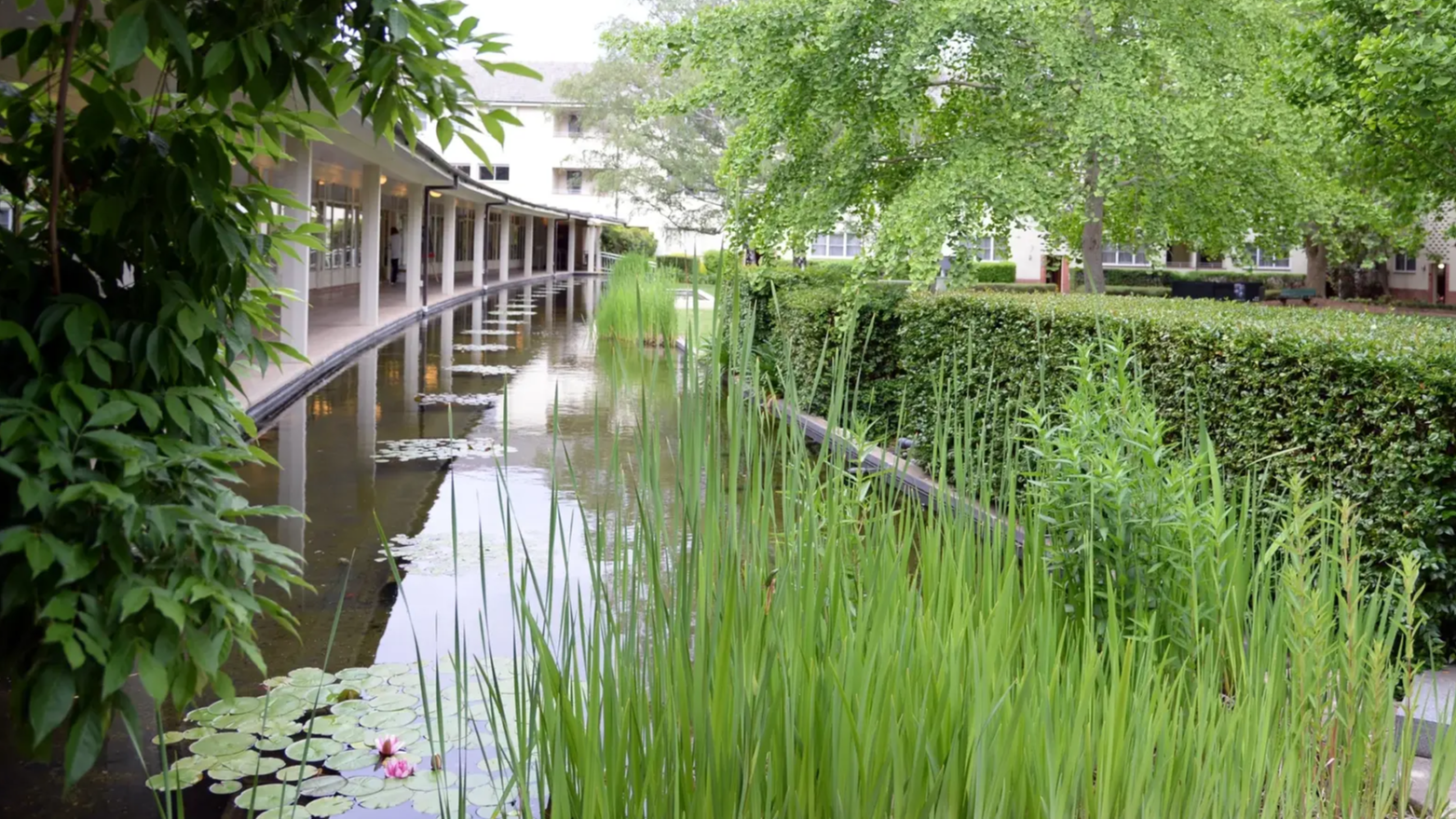 University House pond surrounded by greenery.