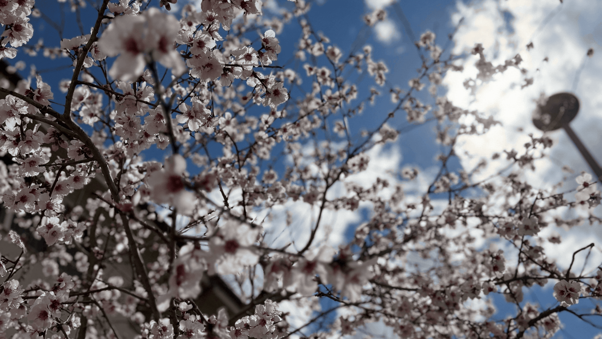 A series of photos of blossoms blooming on campus at ANU.