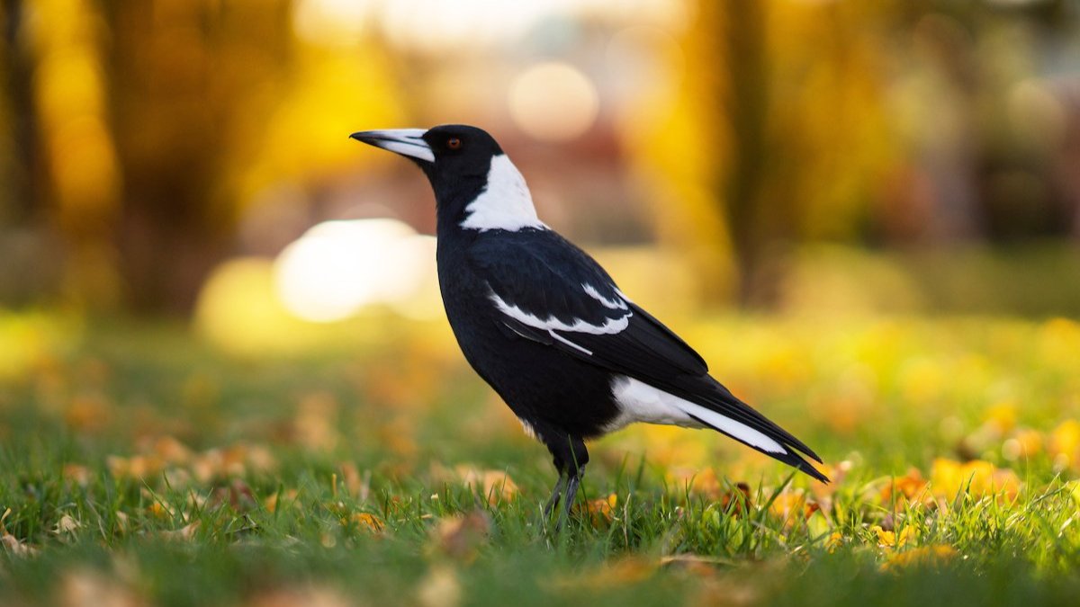 Picture of a Magpie on Campus